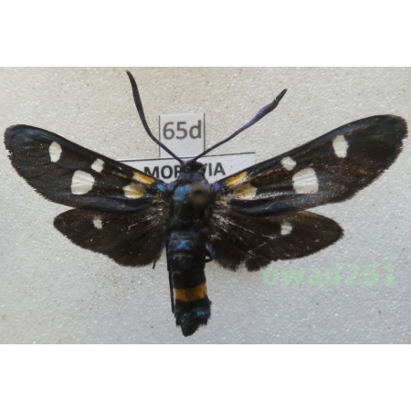 Zygaena ephialtes coronillae (Denis & Schiffermüller, 1775) Czech65d